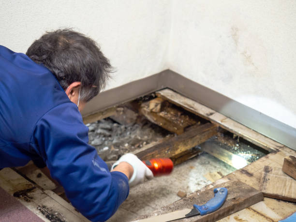 Best Mold Cleaning Services  in Jesup, IA