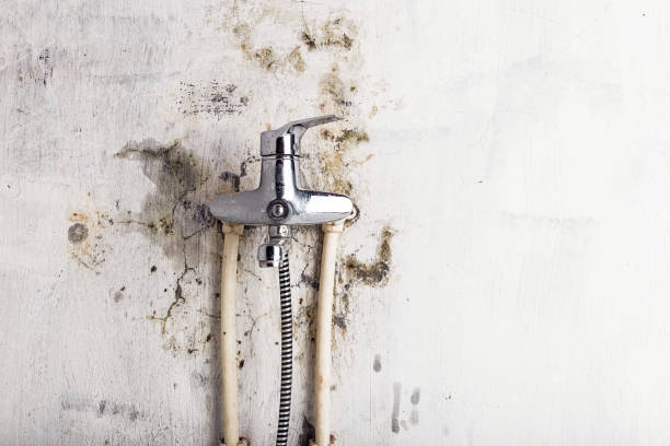 Reliable Jesup, IA Mold Removal Solutions