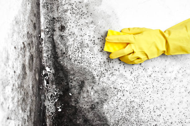 Best Commercial Mold Removal  in Jesup, IA