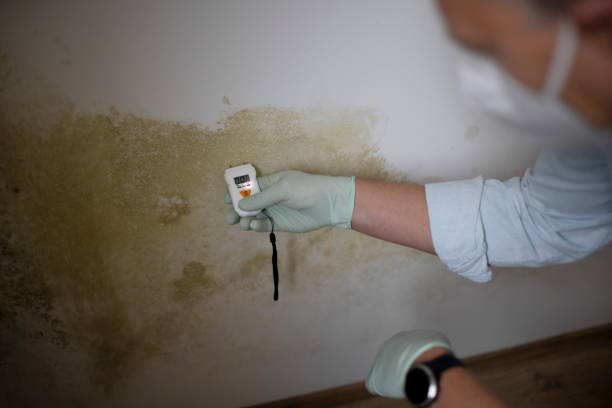 Attic Mold Removal in Jesup, IA