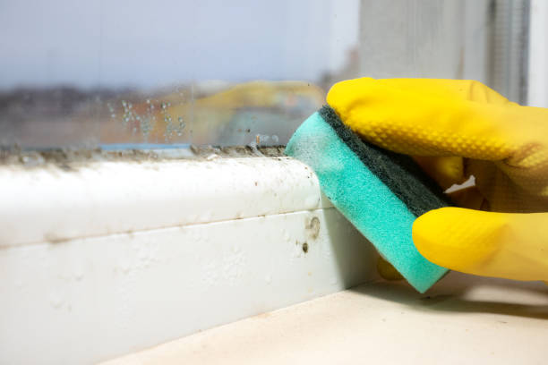 Best Residential Mold Removal  in Jesup, IA