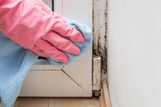 Best Mold Remediation  in Jesup, IA